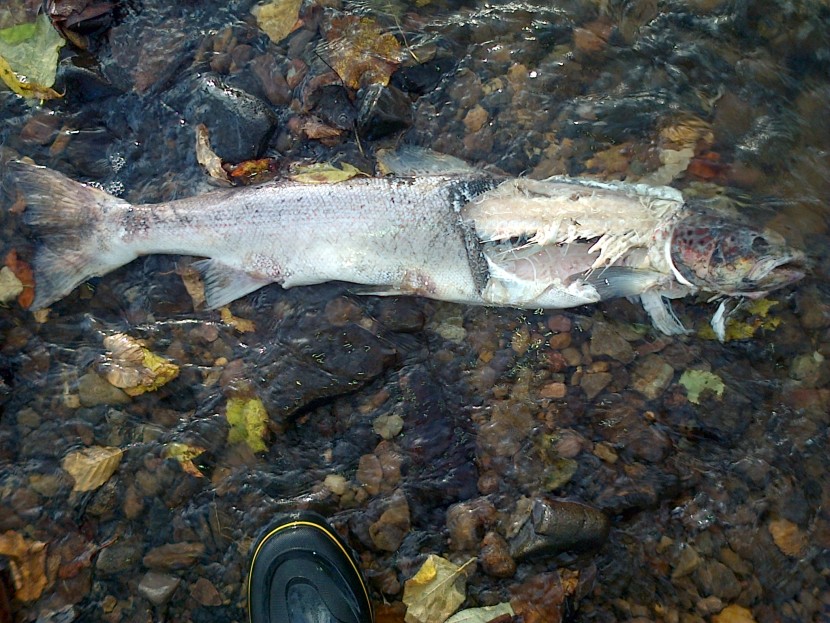Severn salmon in Bideford Brook
